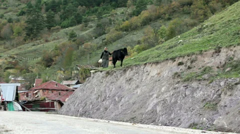 Cow walks wrong way - Turns the true way Stock-Footage 34864803