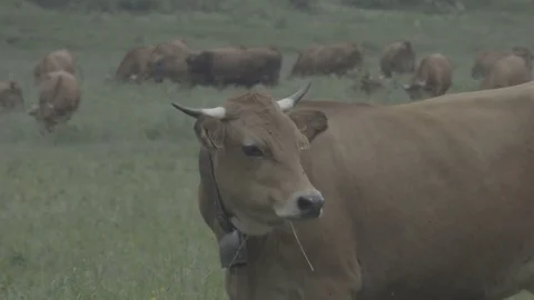 Cow watching camera Video stock 79548985