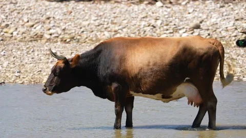 Cow in water. cows drinking water. many cows together bathing. Asian cows. Cows Stock Footage 263123261