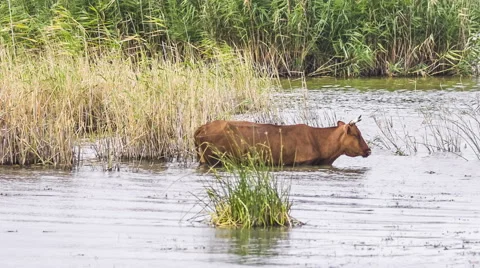 Cow In Water 스톡 동영상 41669228