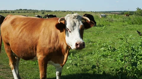 Cow waves her ears and looks curiously at the camera. Stockbeeldmateriaal 128908116