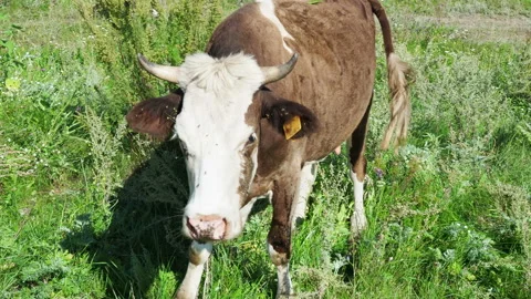 Cow waves her ears and looks curiously at the camera. 스톡 동영상 128908789