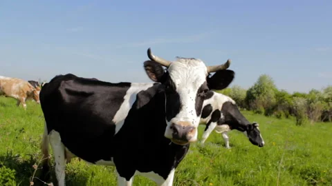 Cow waves his head Video stock 105349486