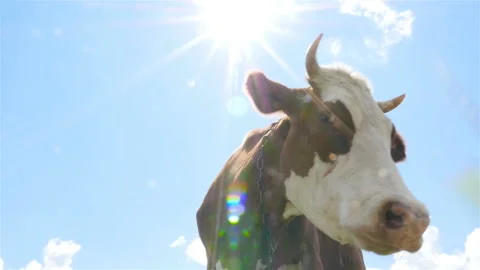 The cow waves its head in front of the camera. Close-up. Slow motion Stock Footage 95650661