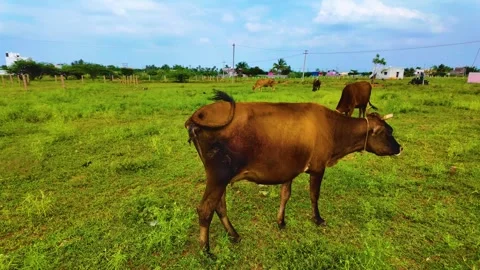 Cow Waving Its Tail Stock Footage 263732676