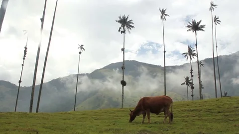 Cow With Wax Palm Trees Stock Footage 71976596