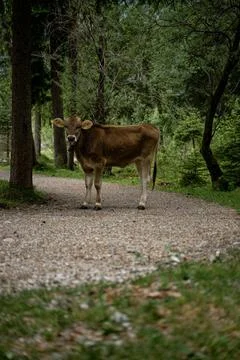 Cow in the way in a forest Stock Photos