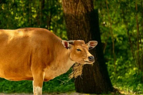 A cow which is laughing while it is eating straw Stock Photos