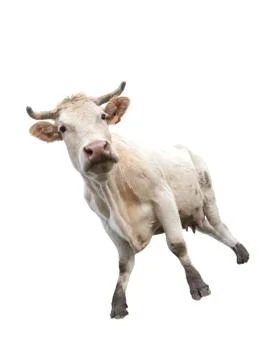 Cow on white Foto stock