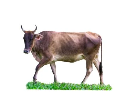 Cow on white Stock Photos