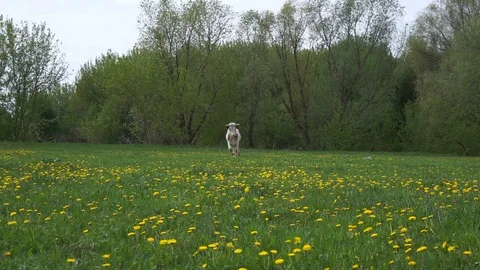 The cow will go to the field. Stock Footage 108059073