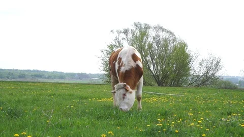 The cow will go to the field. Stock Footage 108059084