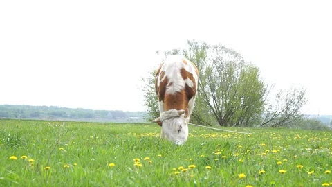 The cow will go to the field. Video stock 108059091