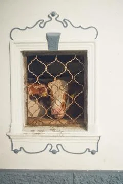 Cow in window Stock Photos