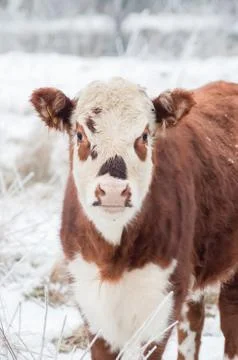 Cow in winter Stock Photos