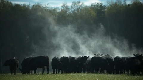 Cow1 Stock Footage 98992334