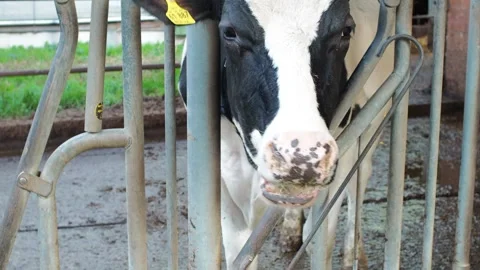 Cow1 Stock Footage 300583472