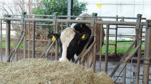 Cow10 Stock Footage 300584426