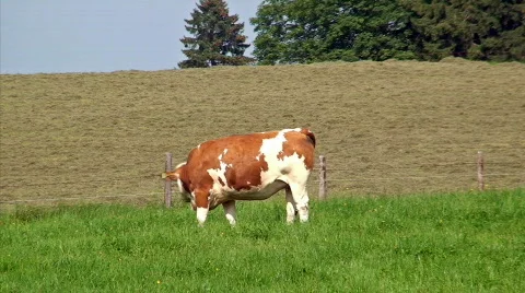 Cow2 Stock Footage 837169