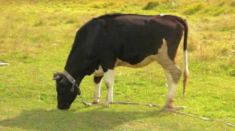 Cow2 Video stock 11888295
