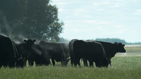 Cow2 Stock Footage 98992473