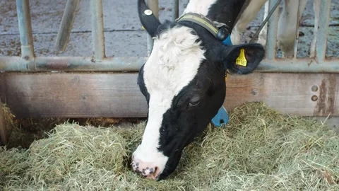 Cow2 Stock Footage 300583531