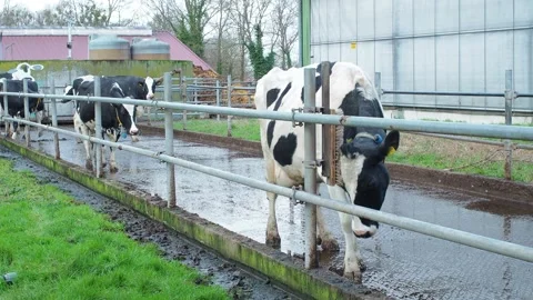 Cow3 Stock Footage 300583596