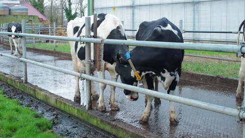 Cow4 Stock Footage 300583530