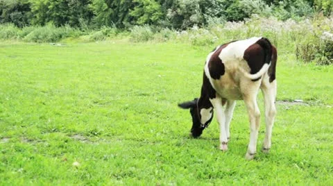 Cow5 库存影片 11888302