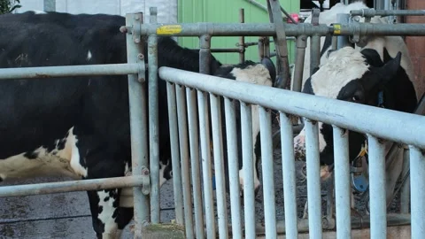 Cow5 Stock Footage 300583593