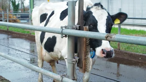 Cow6 Stock Footage 300583594