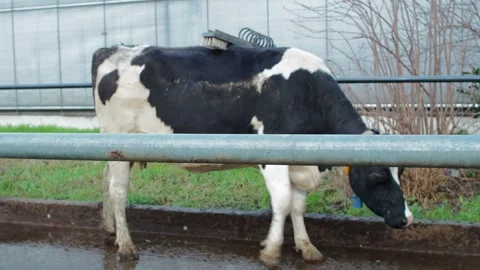 Cow7 Stock Footage 300583607