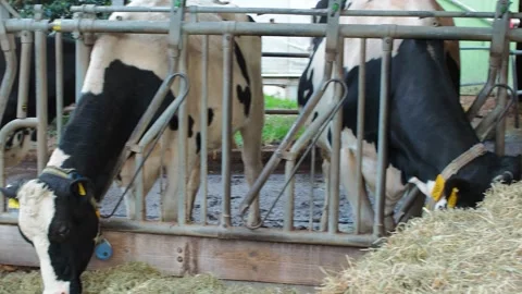 Cow8 Stock Footage 300583776