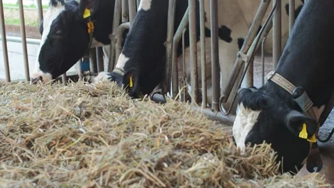 Cow9 Stock Footage 300584212