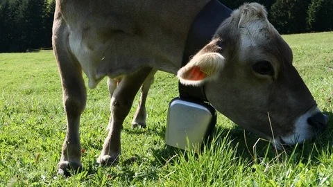 Cowbell Stock Footage 102368731