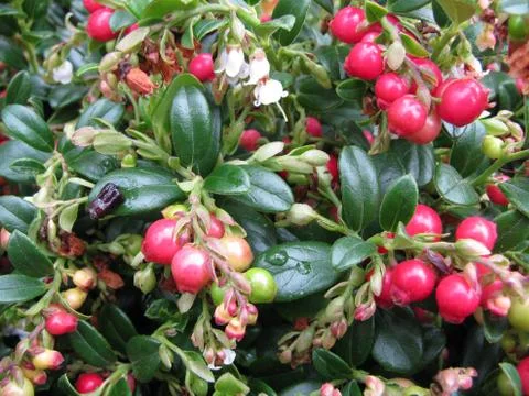 Cowberries Stock Photos