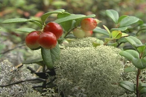 Cowberry 1 Video stock 510158