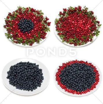 Cowberry and whortleberry on plate framed green branch Stock Photos