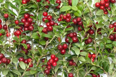 Cowberry by background Stock Photos