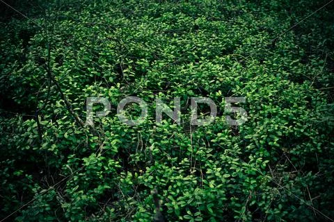 Cowberry background Stock Photos