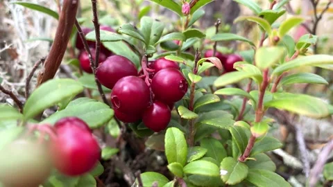 Cowberry bush in the forest Stock Footage 220743699
