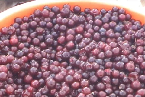 Cowberry 動画素材 723584