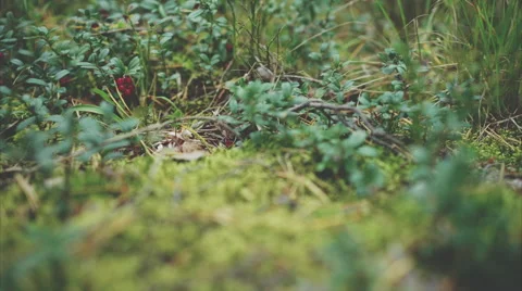 Cowberry in the forest Stock Footage 67573262
