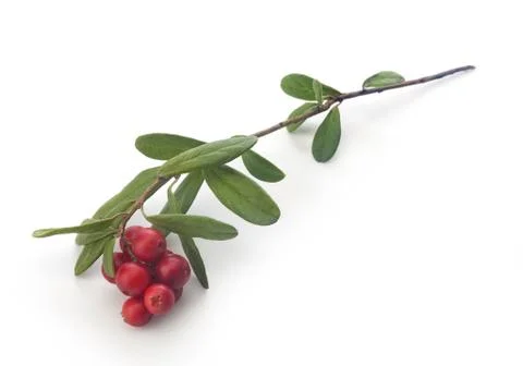 Cowberry Stock Photos
