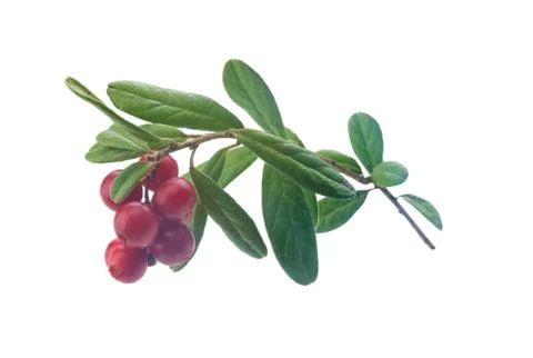 Cowberry Stock Photos