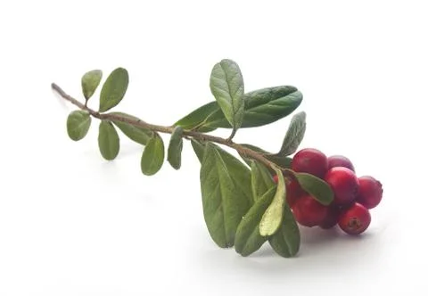 Cowberry Stock Photos