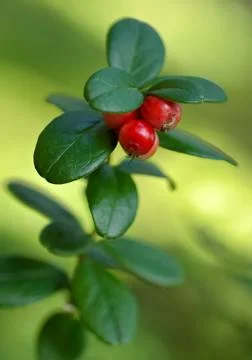 Cowberry Foto stock