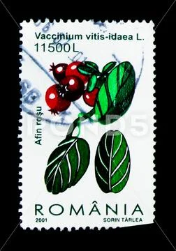 Cowberry (Vaccinium vitis-idaea), Berries serie, circa 2001 Stock Photos