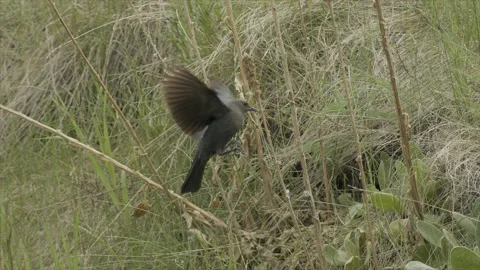 Cowbird, female, brown-headed, at nest site in tall grass, slomo 4k Stock Footage 224744341