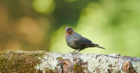 Cowbird Stock Photos